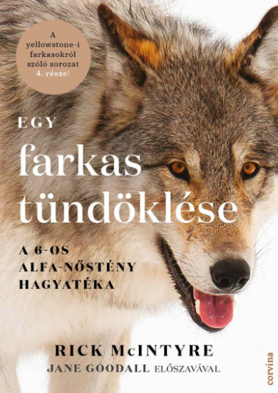 Könyv Egy farkas tündöklése - A 6-os alfa-nőstény hagyatéka (Rick McIntyre)